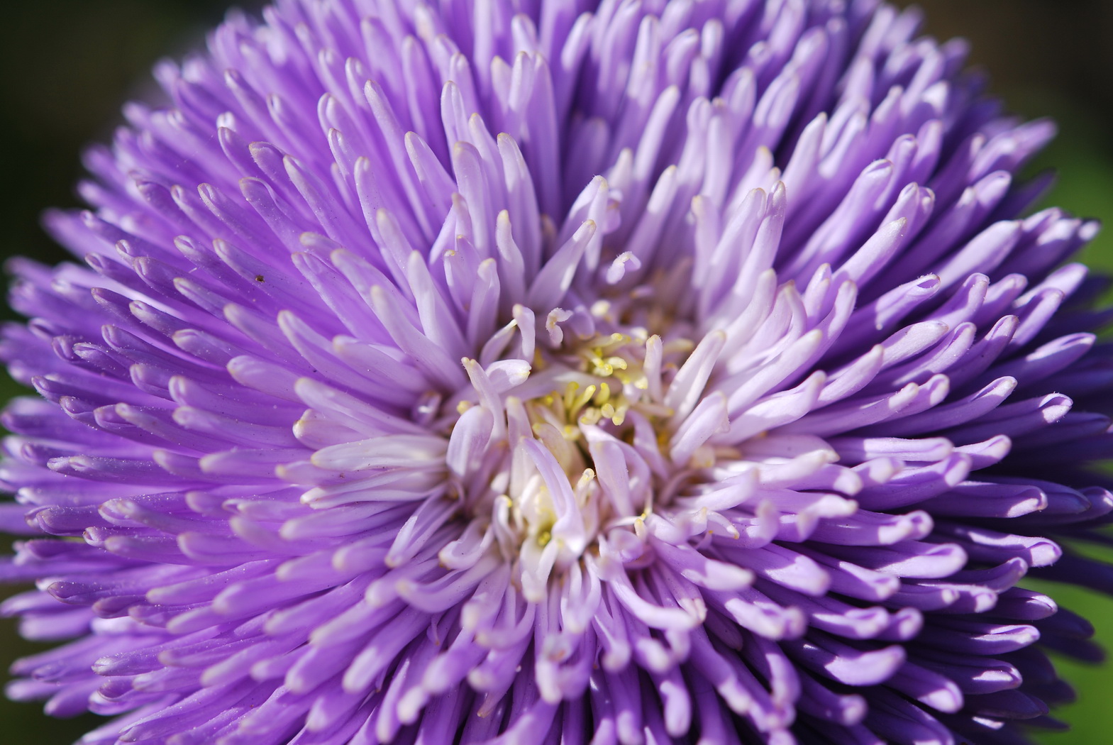 Fonds d'cran Nature Fleurs Callistephus 'Gala bleu lavande'