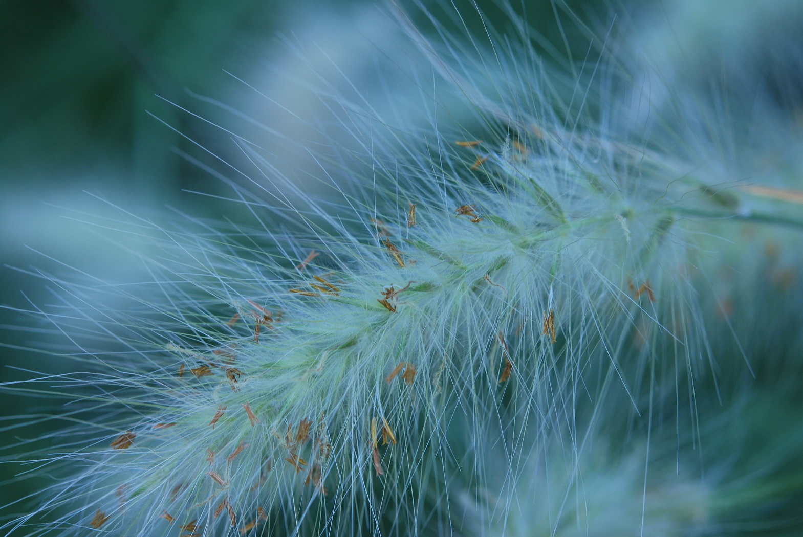 Fonds d'cran Nature Fleurs Pennisetum villosum