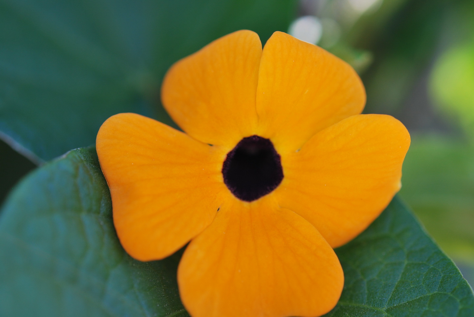 Wallpapers Nature Flowers fleur jaune