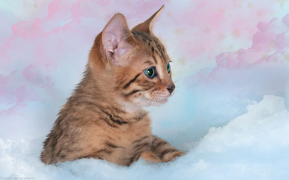 Wallpapers Animals Cats - Kittens Dreamer cat