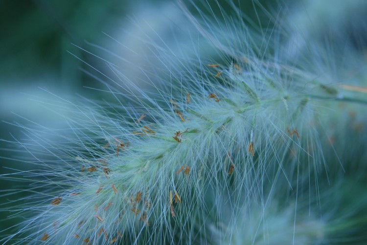 Fonds d'cran Nature Fleurs Pennisetum villosum