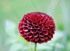 Fonds d'cran Nature fleur en forme de boule rouge