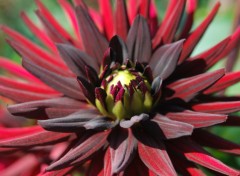 Fonds d'cran Nature Dahlia 'Chat noir'