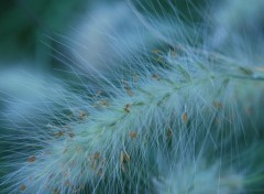 Wallpapers Nature Pennisetum villosum