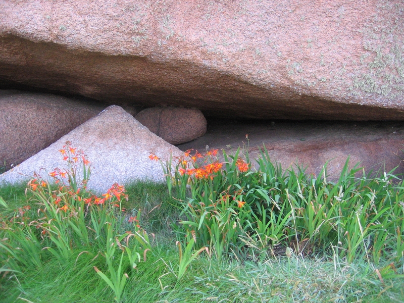 Fonds d'cran Nature Fleurs 