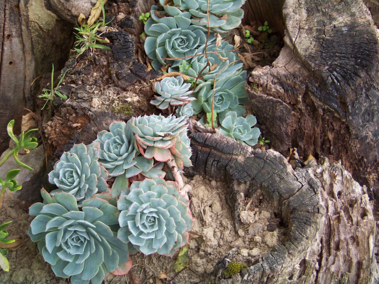 Fonds d'cran Nature Plantes - Arbustes 