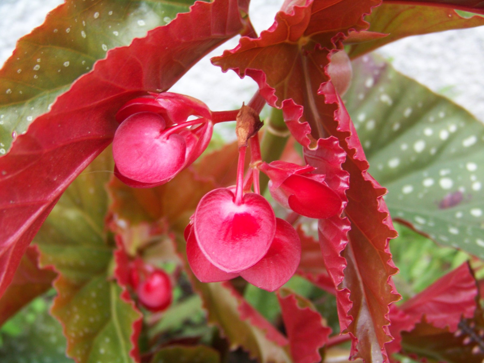 Fonds d'cran Nature Fleurs 