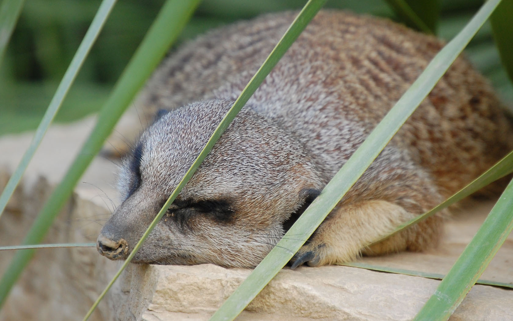 Fonds d'cran Animaux Suricates suricate