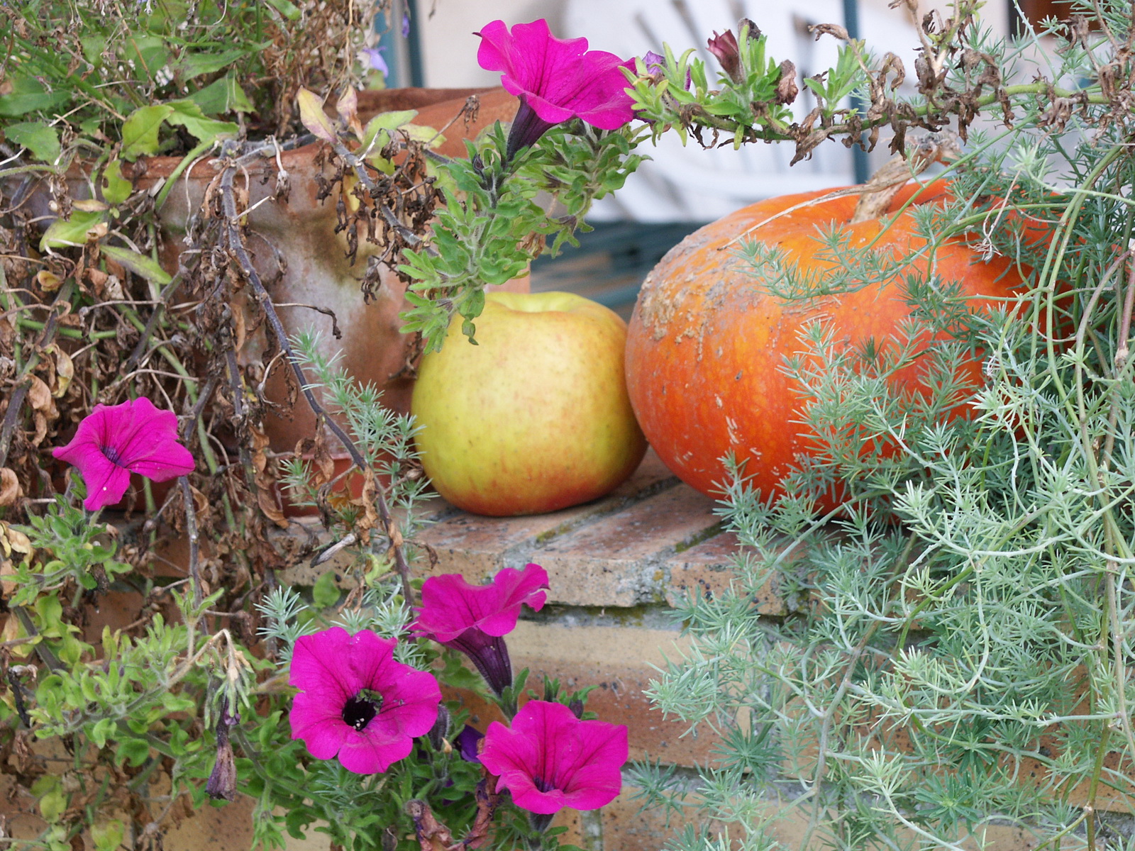 Fonds d'cran Nature Fruits pomme sur muret