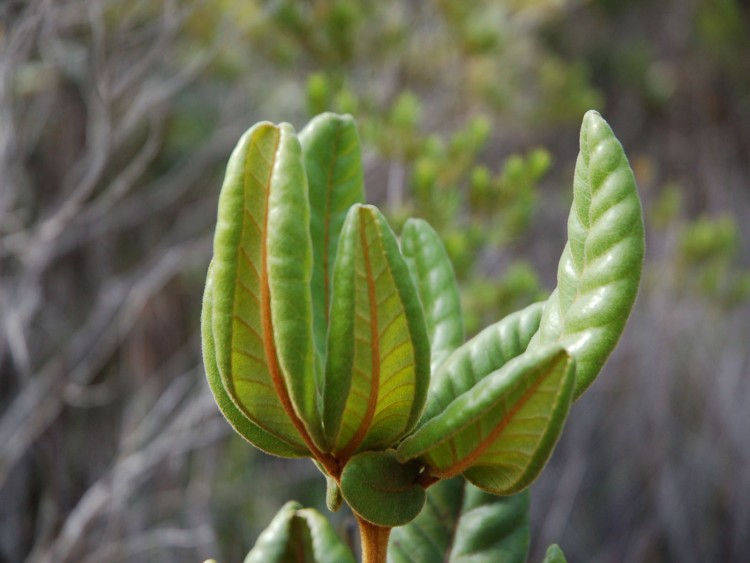 Wallpapers Nature Leaves - Foliage verdure