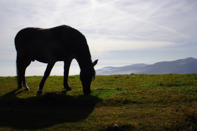 Fonds d'cran Animaux Chevaux Au sommet du petit Ballon 