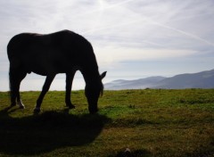 Fonds d'cran Animaux Au sommet du petit Ballon 