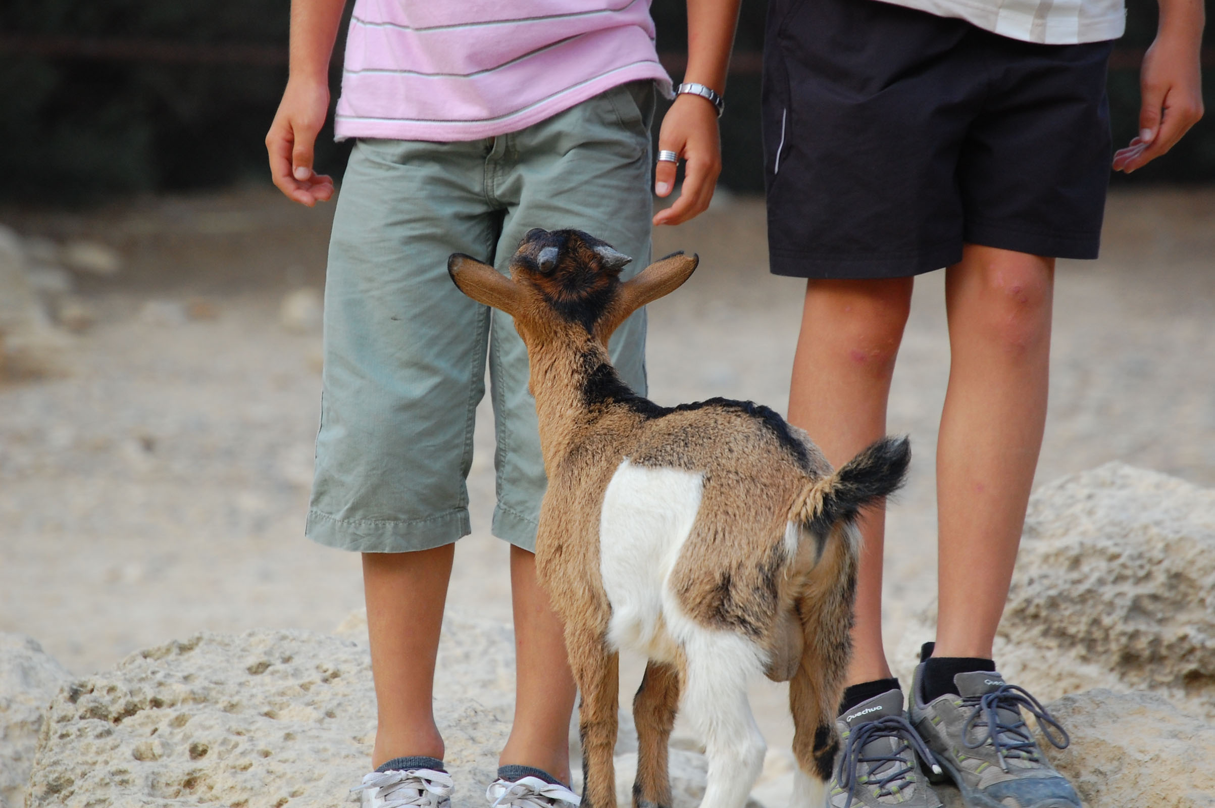 Fonds d'cran Animaux Chèvres chèvre et enfants