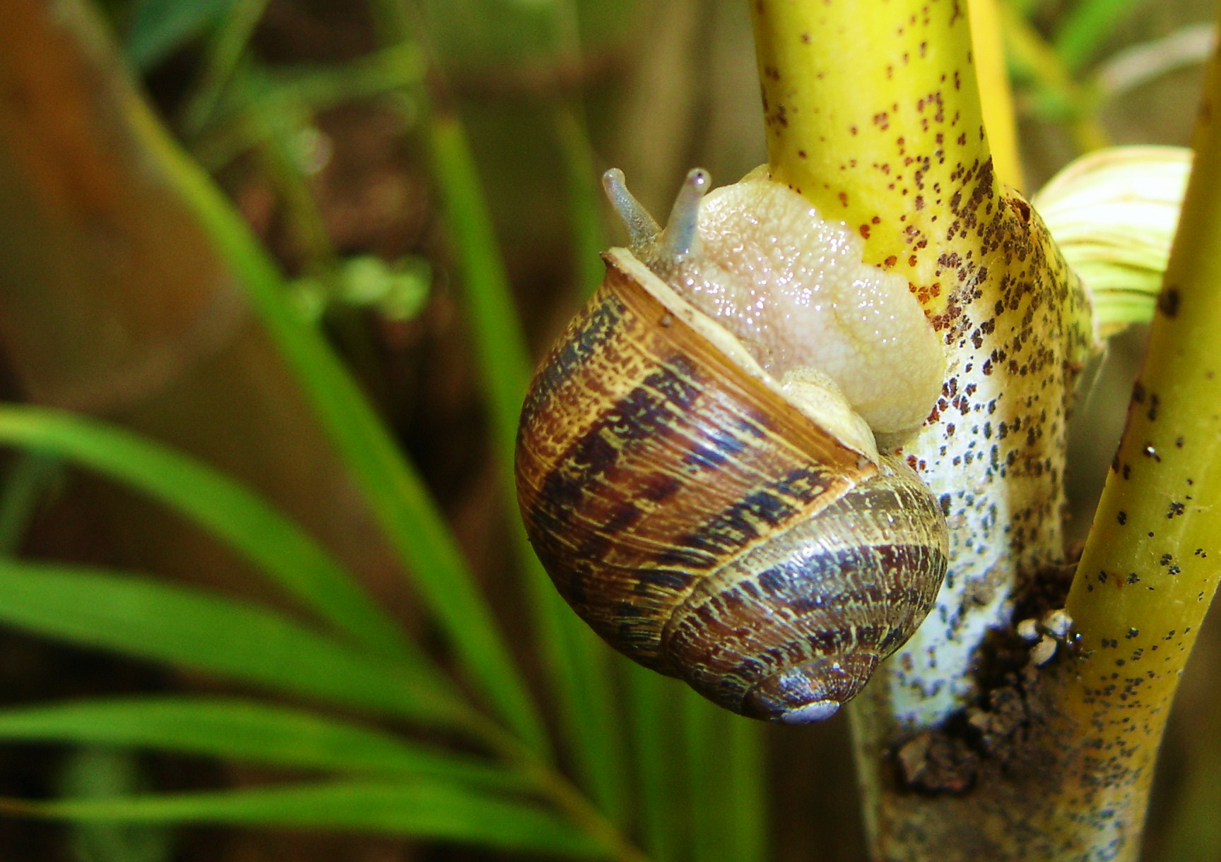 Fonds d'cran Animaux Escargots - Limaces scargo