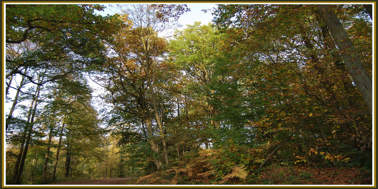 Fonds d'cran Nature Saisons - Automne Les couleurs de l'automne en Picardie