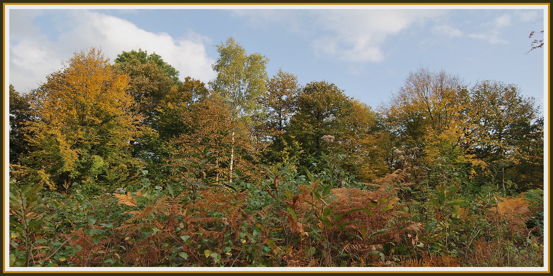 Fonds d'cran Nature Saisons - Automne Les couleurs de l'automne en Picardie