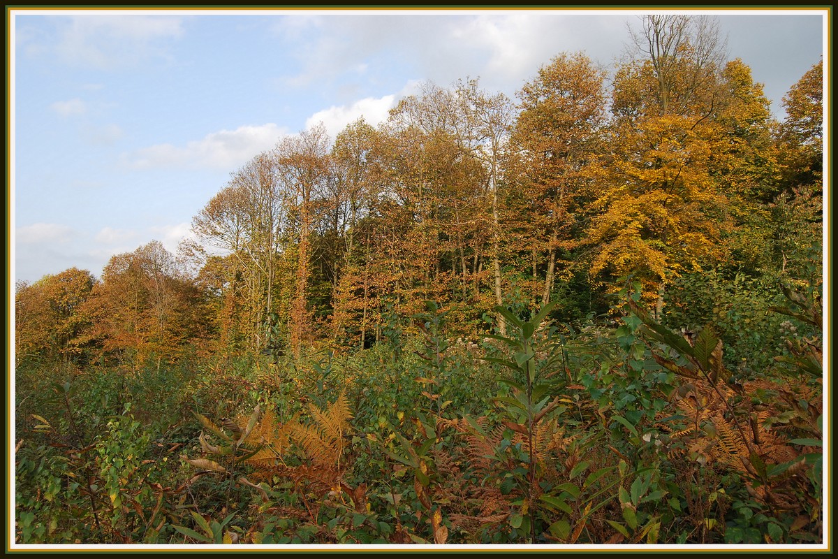 Fonds d'cran Nature Saisons - Automne Les couleurs de l'automne en Picardie