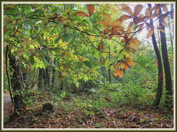 Fonds d'cran Nature Saisons - Automne Les couleurs de l'automne en Picardie