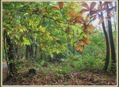 Fonds d'cran Nature Les couleurs de l'automne en Picardie