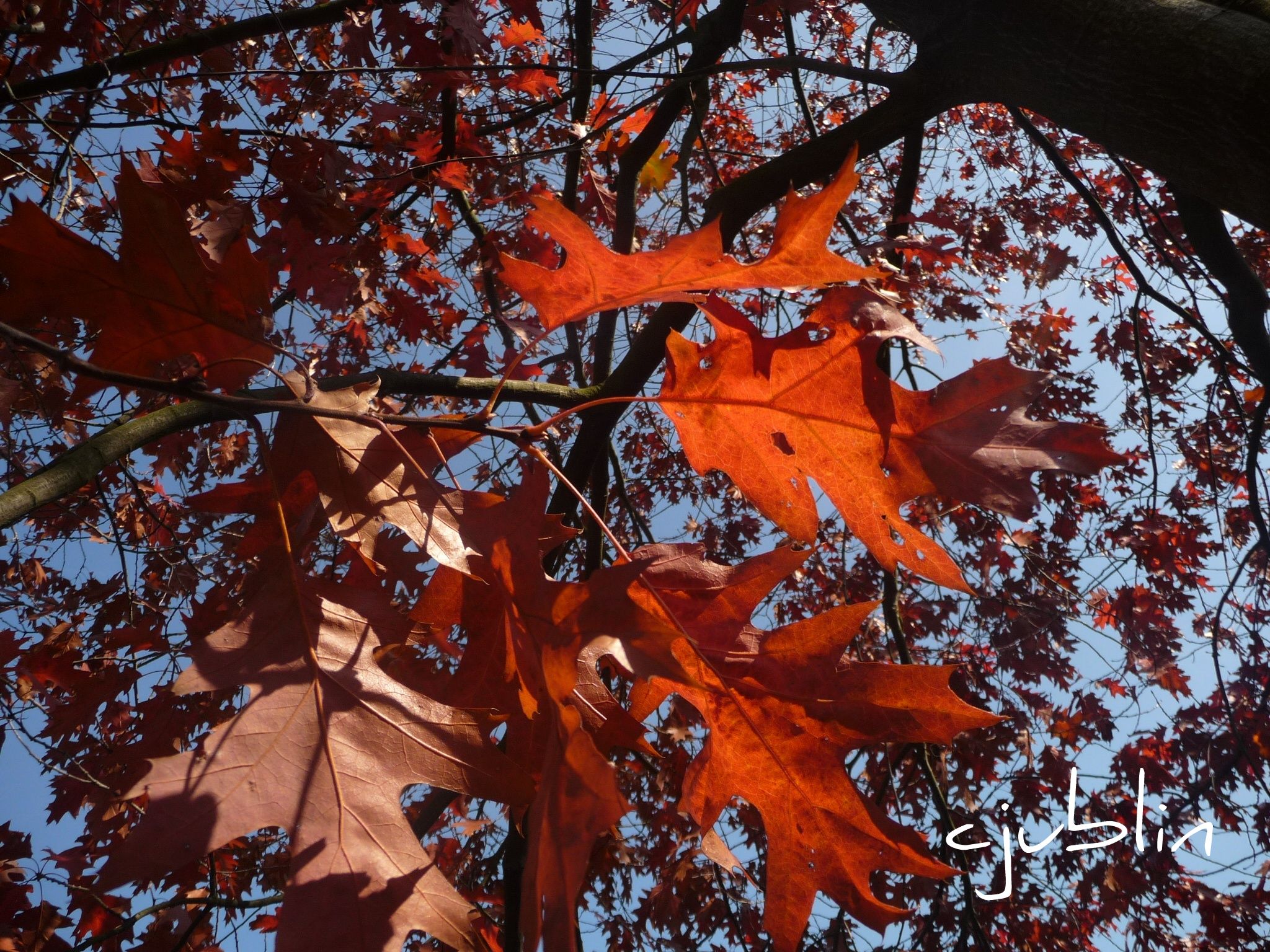 Wallpapers Nature Seasons - Fall il pleut des feuilles