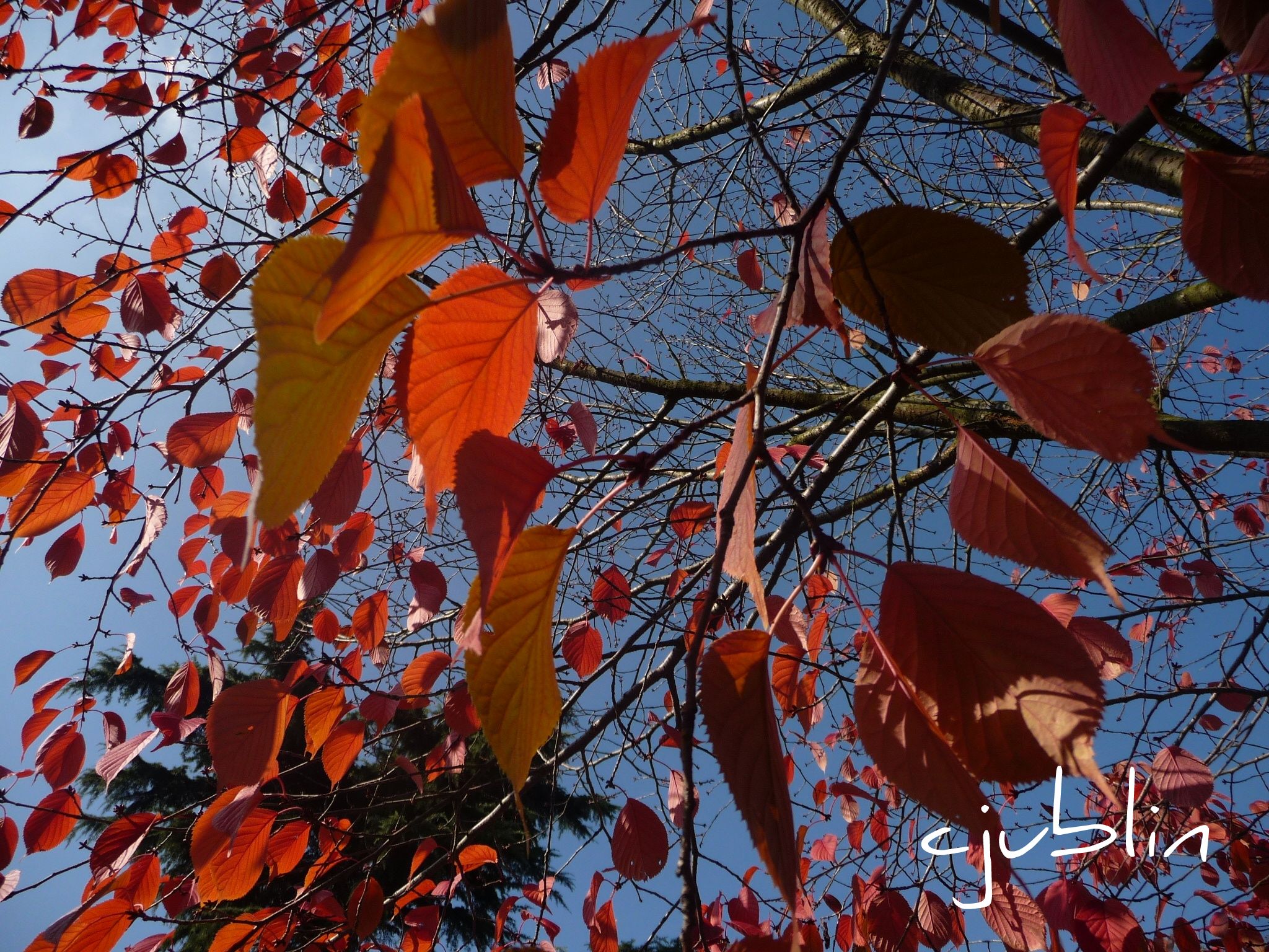 Wallpapers Nature Seasons - Fall des feuilles  linges