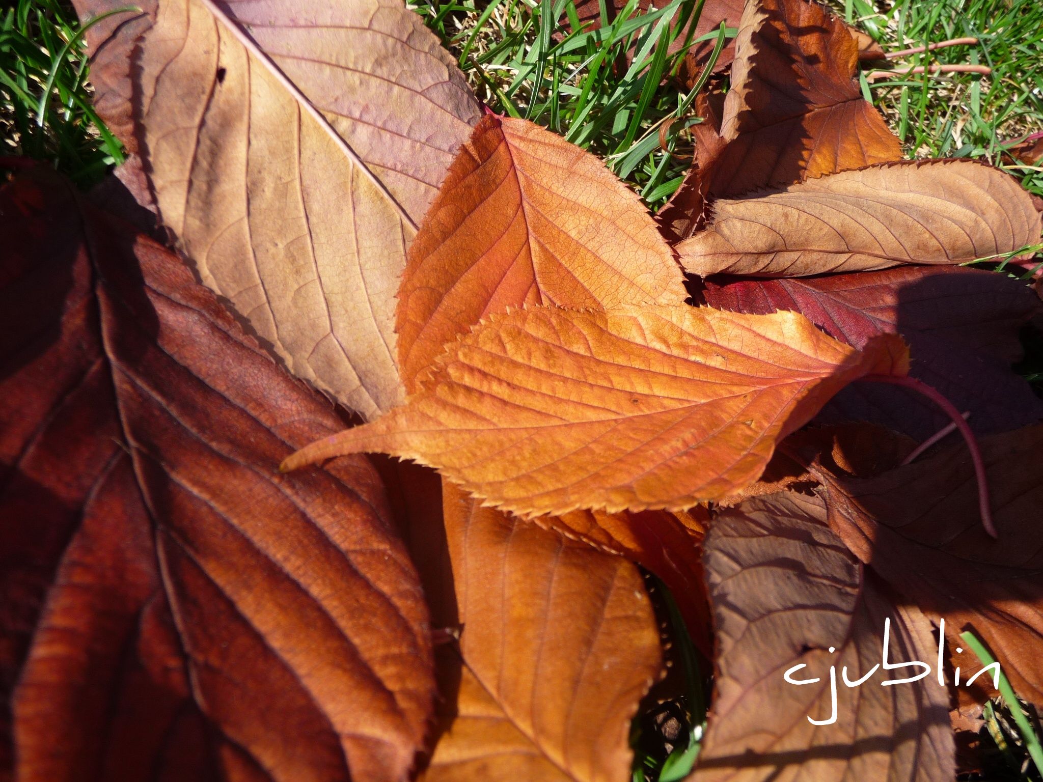 Fonds d'cran Nature Saisons - Automne l'automne dans sa splendeur