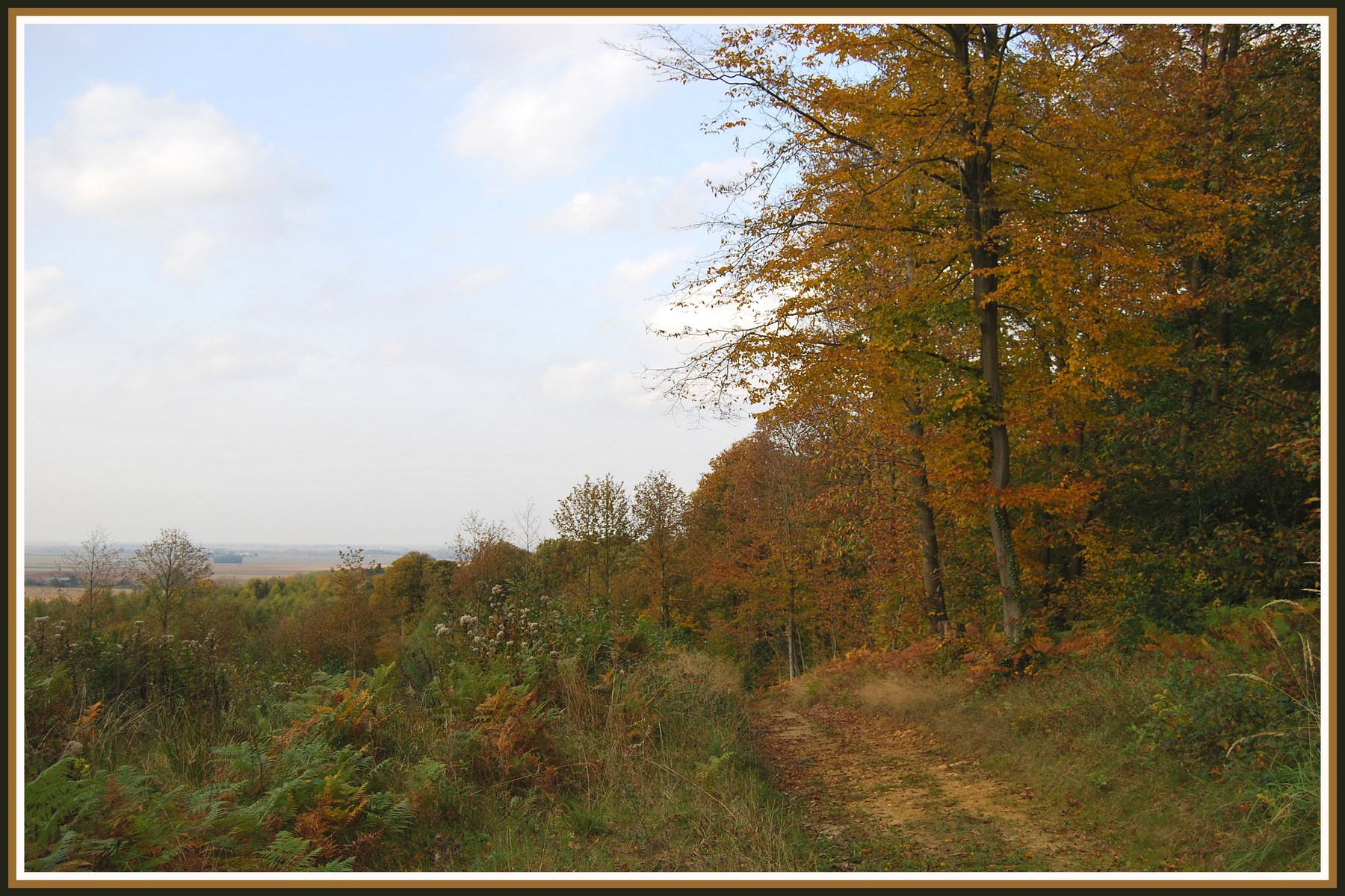 Fonds d'cran Nature Saisons - Automne Automne en fort picarde