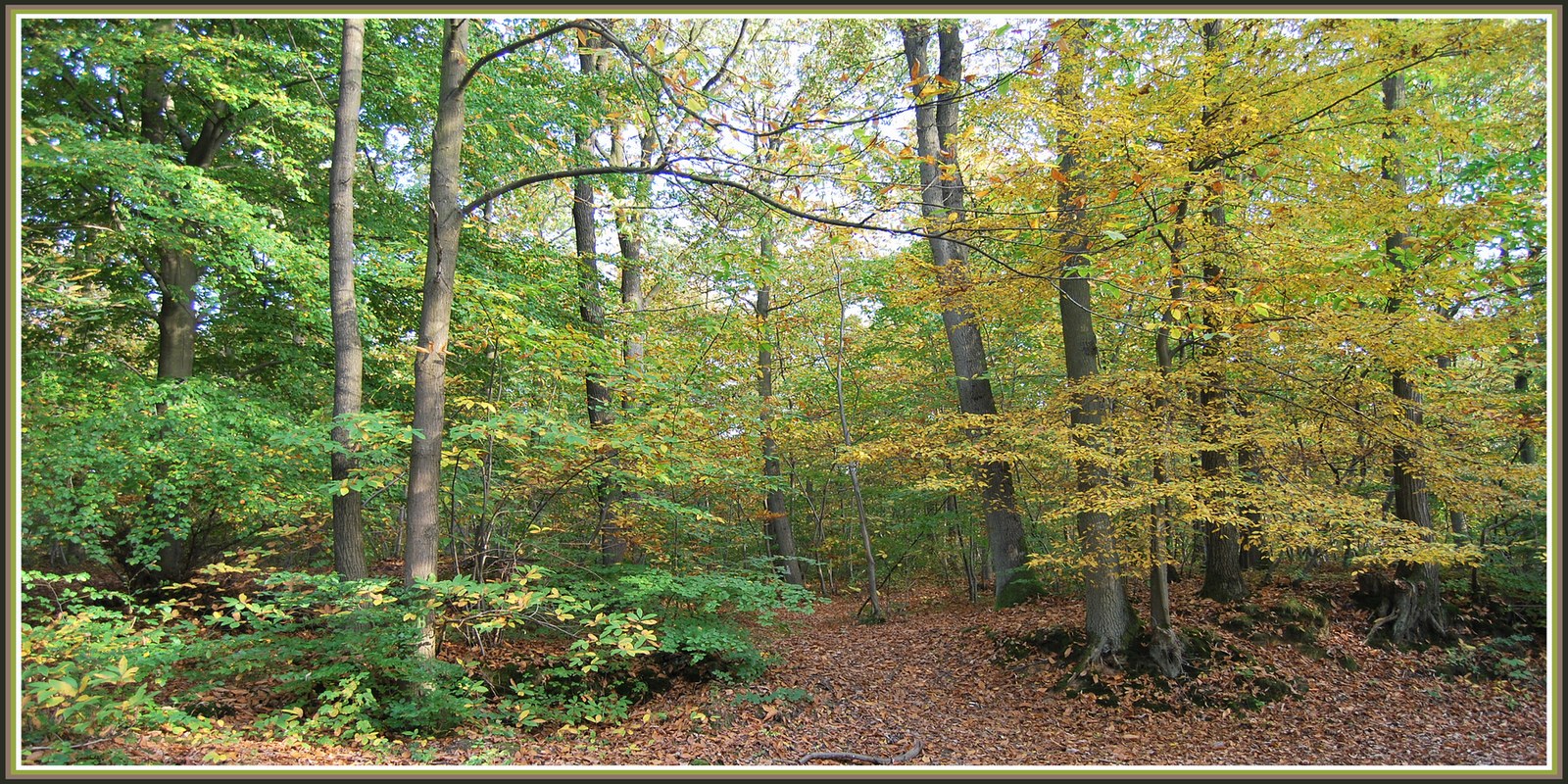 Fonds d'cran Nature Saisons - Automne Automne en fort picarde