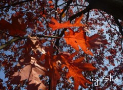 Fonds d'cran Nature il pleut des feuilles