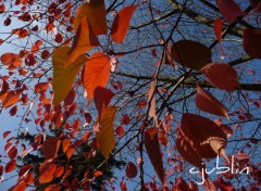 Wallpapers Nature des feuilles  linges