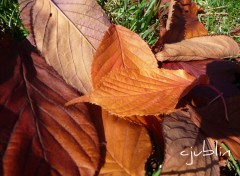 Fonds d'cran Nature l'automne dans sa splendeur