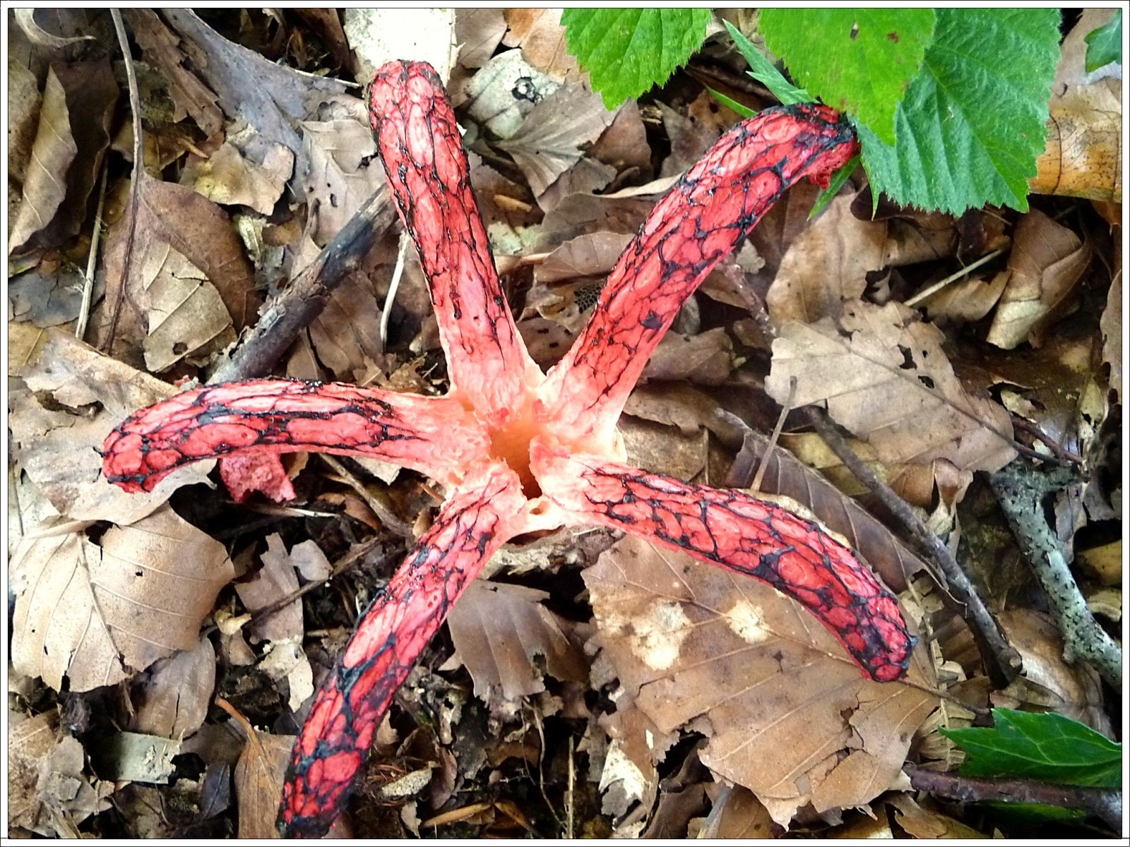 Fonds d'cran Nature Champignons Nom inconnu