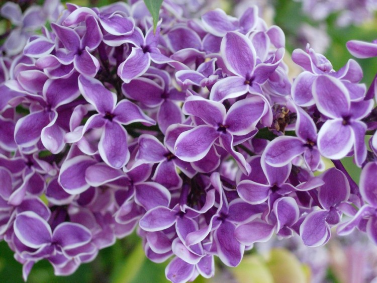 Fonds d'cran Nature Fleurs couleur lilas