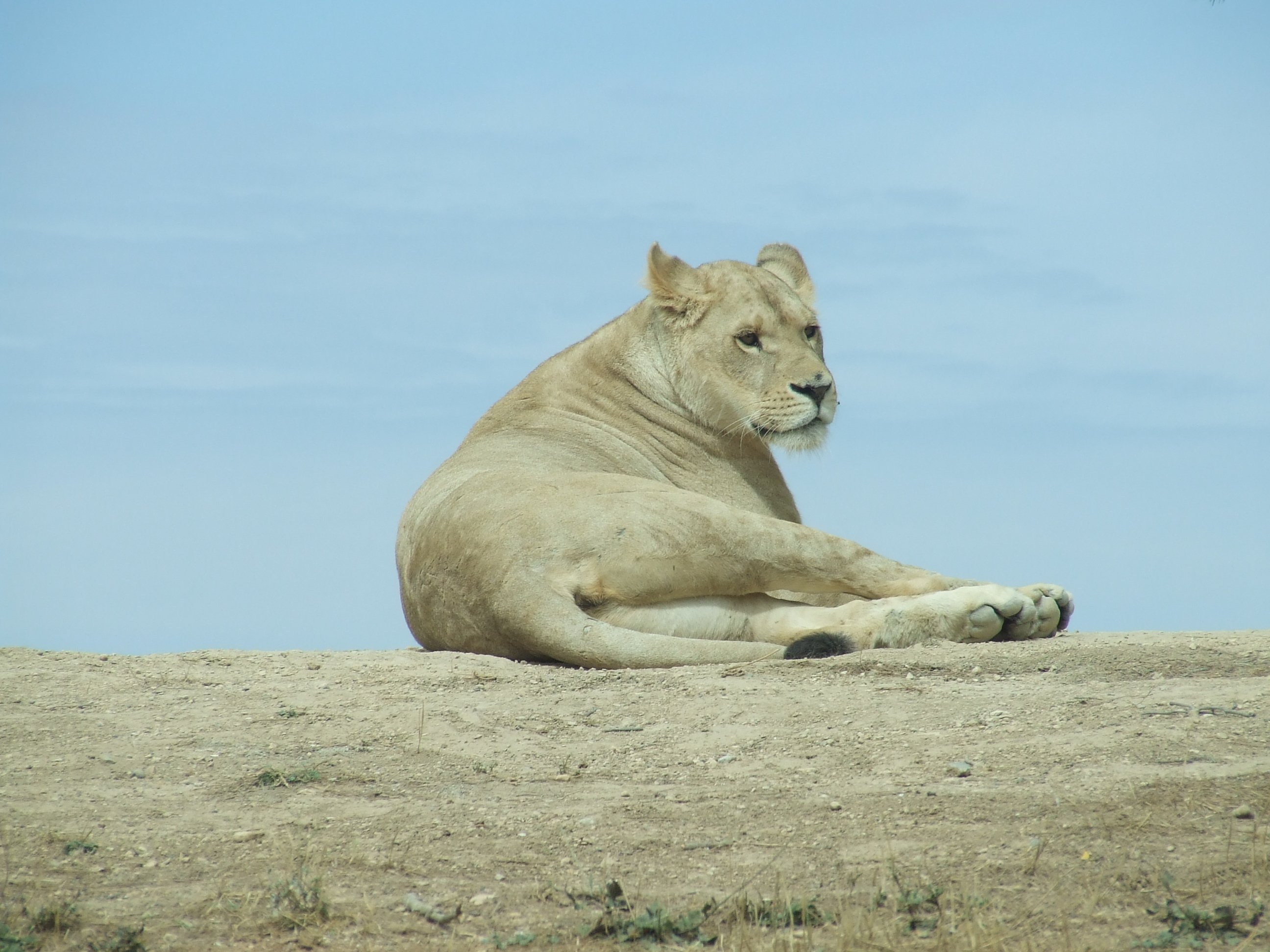 Fonds d'cran Animaux Flins - Tigres tigre rserve africaine