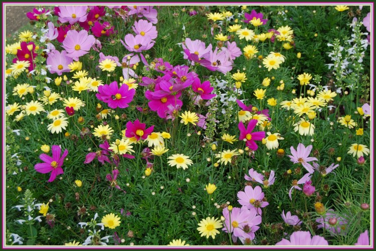 Fonds d'cran Nature Fleurs Parterre fleuri.