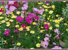 Fonds d'cran Nature Parterre fleuri.