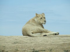 Fonds d'cran Animaux tigre rserve africaine