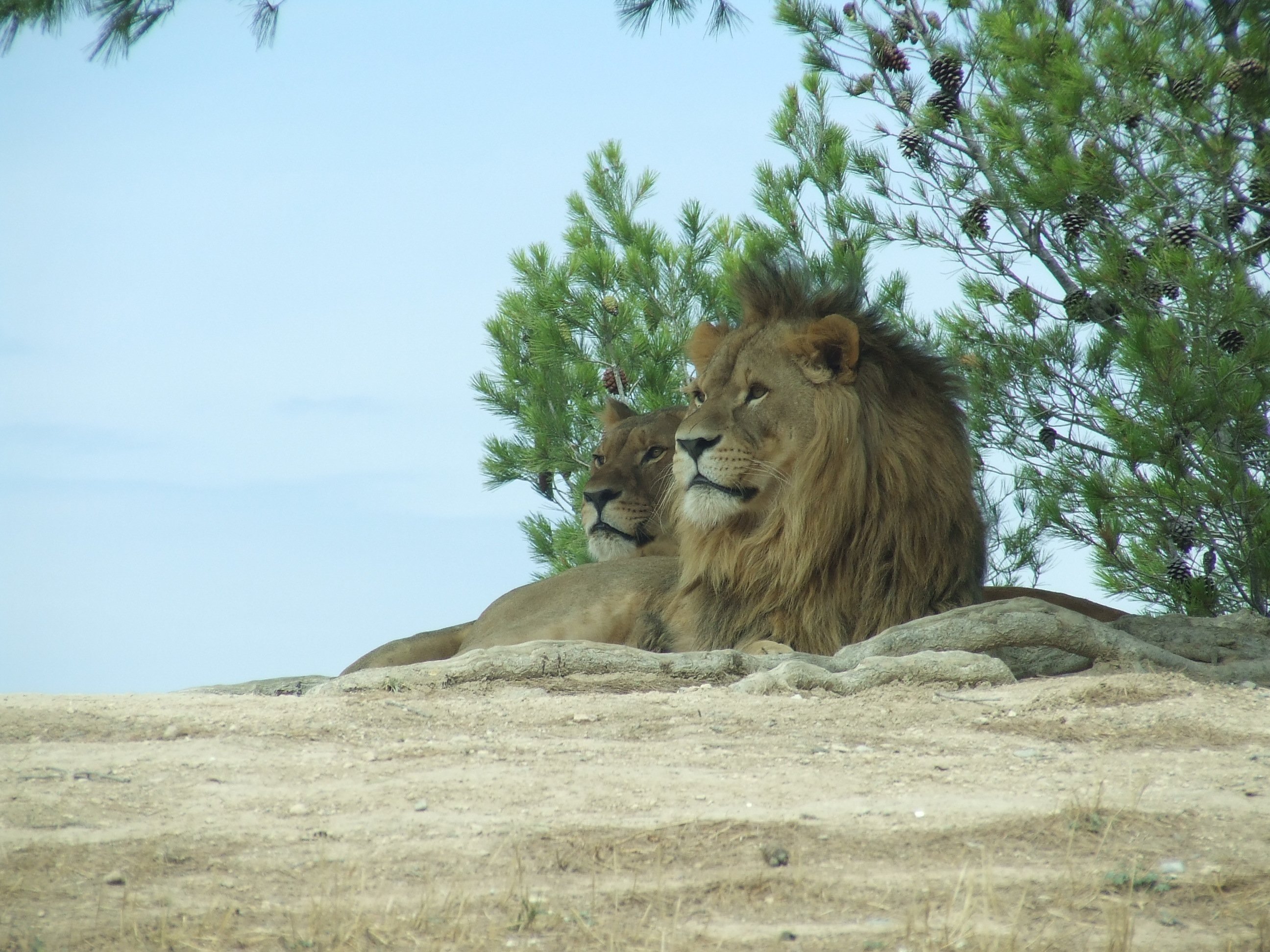 Fonds d'cran Animaux Flins - Lions lion