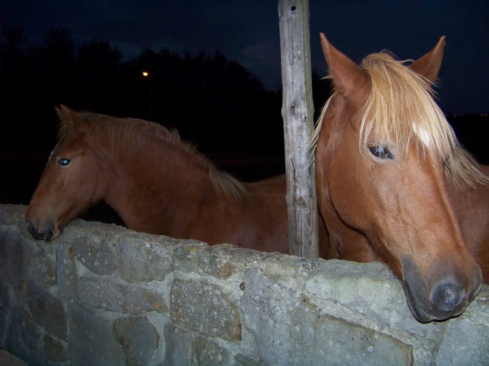 Wallpapers Animals Horses 