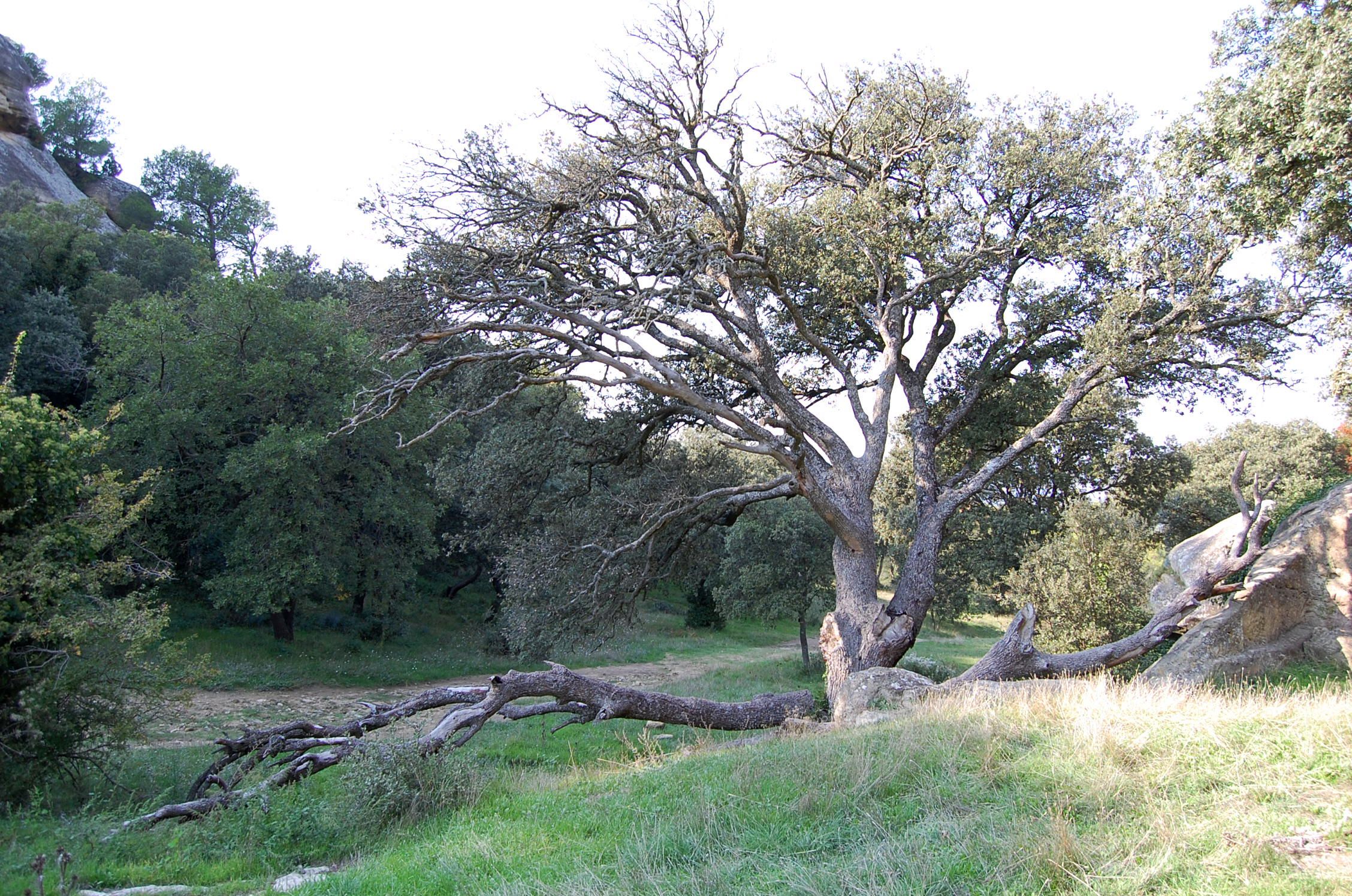 Fonds d'cran Nature Arbres - Forts Lamanon 