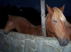 Fonds d'cran Animaux Image sans titre N215364