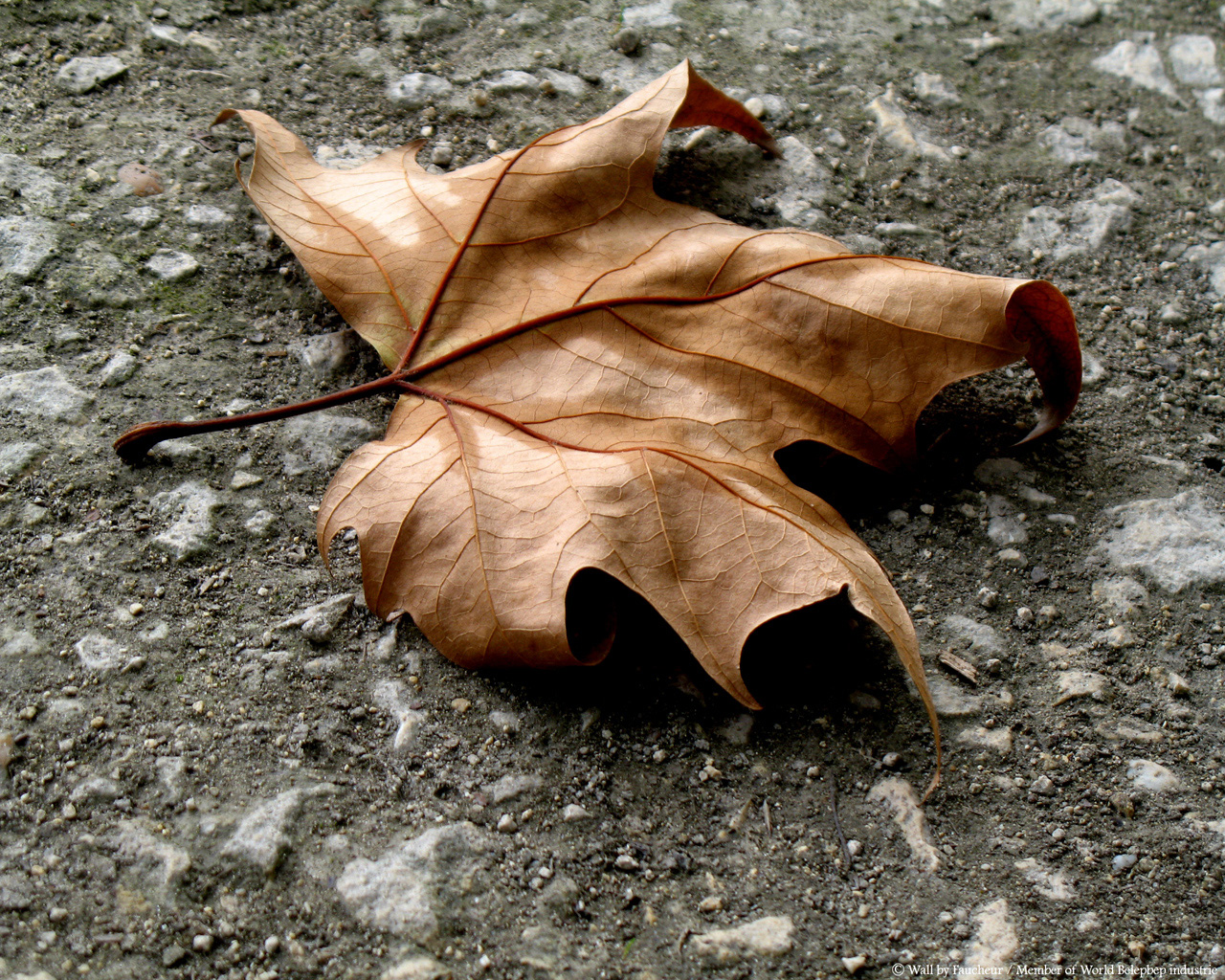 Fonds d'cran Nature Feuilles - Feuillages feuille morte