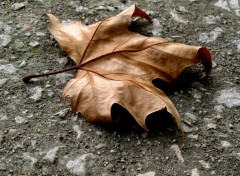 Fonds d'cran Nature feuille morte