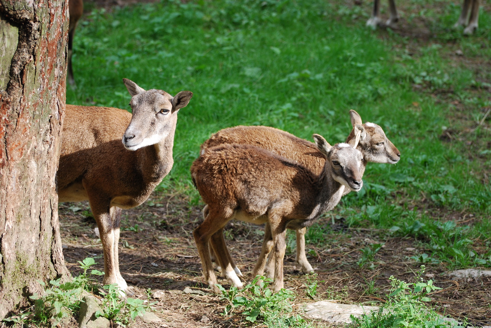 Wallpapers Animals Cervids Maman et ces petits