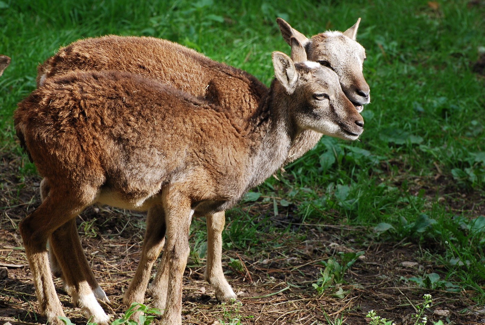 Wallpapers Animals Cervids 2 freres (ou soeurs