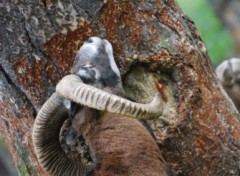 Wallpapers Animals Mouflon