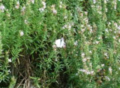 Wallpapers Nature Papillon sur des fleurs