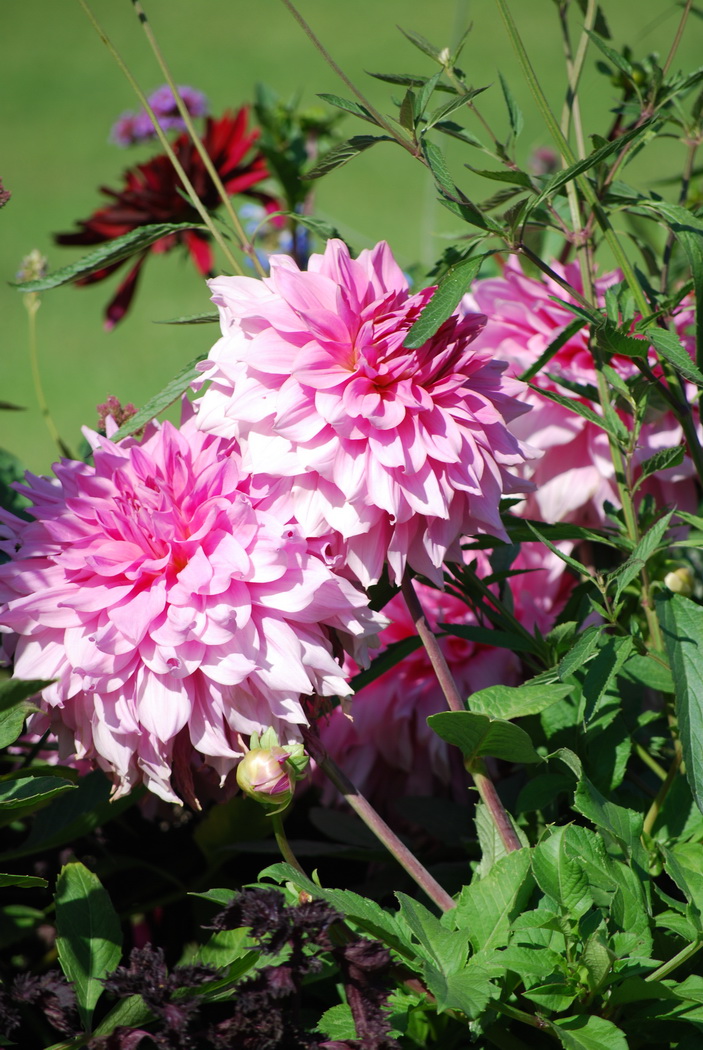 Fonds d'cran Nature Fleurs Dahlia rose