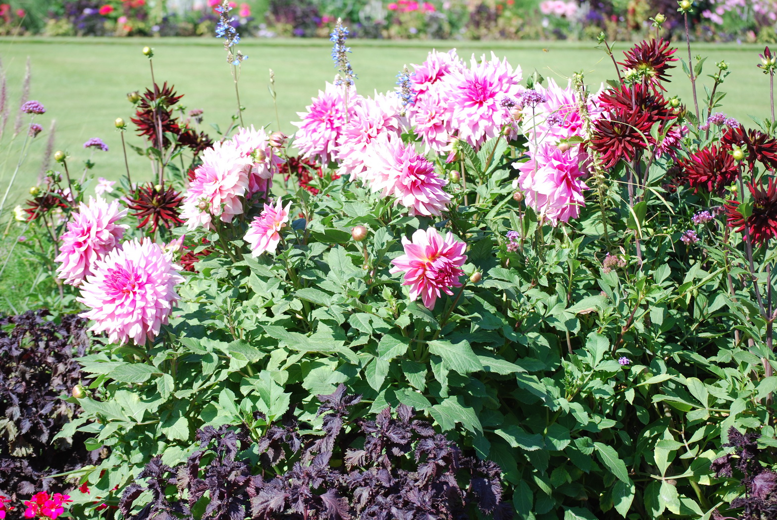 Wallpapers Nature Flowers Groupe de fleur du jardin du Luxembourg