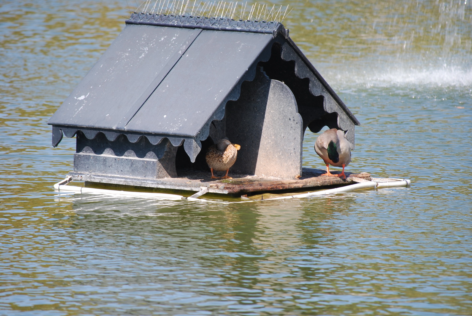 Fonds d'cran Animaux Oiseaux - Canards Canard dans une petite maison